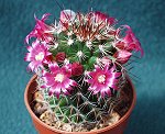  Mammillaria Rekoi Auriespina  