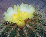 Notocactus Warasii