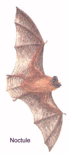 Noctule Bat