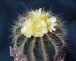  Notocactus Magnifica  