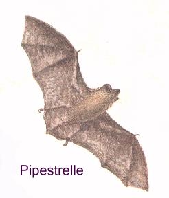 Pipestrelle Bat