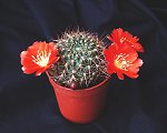 Rebutia Kupperiana