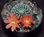 Rebutia Salmonae