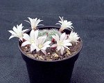 Rebutia Albiflora