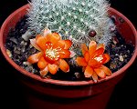 Rebutia Archibuiningiana.