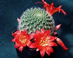  Rebutia Grandiflora 