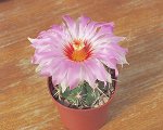  Thelocactus Bicolor 
